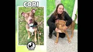 Adopt Cori | Voorhees Animal Orphanage | Dogs & Cats for Adoption | #vaonj