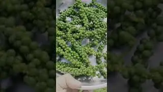 Organic black pepper harvesting. #kitchengardenSingapore,##farmtotableSingapore,#blackpepper