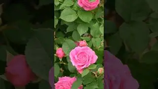 All-time favourites: Mme Isaac Pereire #rose #garden #pink
