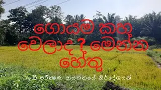 වී වගාව කහ ගැහිලද මෙන්න හේතු | නෙමටෝඩාවන් , පැලමැක්කන් හෝ පොහොර #paddyyellowing #agribusinesssrilank
