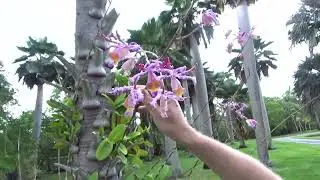 Myrmecophila tibicinis at Fairchild Botanical Gardens