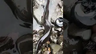 That rock is alive! Undulations of a monkeyface prickleback fish