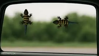 CAT GAMES &ndash; SKINK IN CAR WINDOW (FOR CATS ONLY)