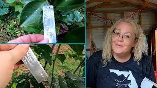 Labeling Fruit Trees & Vines | Gardening Hack | Southern Latitudes