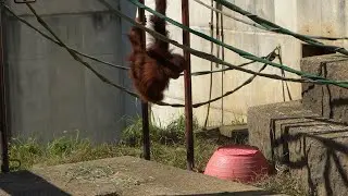 Sumatran Orangutan Curious Popo vs Iban's pink busket ICHIKAWA CITY ZOO#2/7 市川市動植物園スマトラオランウータン（0348）
