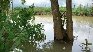 mancing nilem teknik nutul , suara senar bikin ketagih4n !!! 