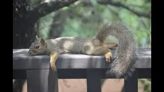 Squirrel calls **Warning Call vs. Mating Call?**