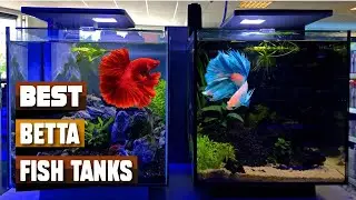 Royal Abodes: Top 10 Betta Fish Tanks for Majestic Displays - 2024's Premier Selection!