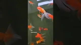 Mixed goldfish pond | Telescopes, Azuma nishiki, bubble eyes & more! #fancygoldfish #pond #goldfish