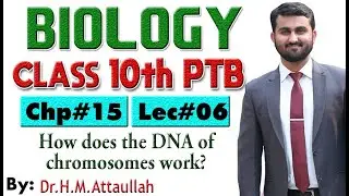 How does the DNA of chromosomes work  | Chapter # 15 | Biology Class 10th | Lec# 06