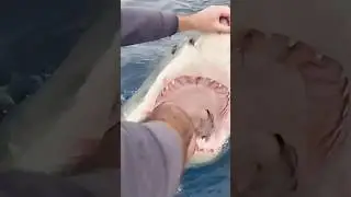 НИКОГДА не кормите большую белую акулу с рук.. 😳🦈 #рыбалка #акула