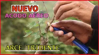 Nuevo ACODO A&Eacute;REO en arce Tridente o Kaede ( Acer buergerianun )