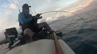 Amberjack on softbait