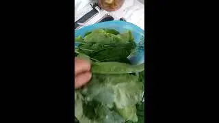 colhendo vegetais org&acirc;nicos