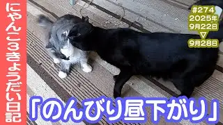 にゃんこ3きょうだい日記 #274 Diary of 3Cats [Sep.22-28/2025]