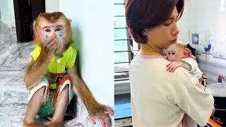 Monkey Kaka cried when saw mom hug Monkey Mit