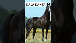#shorts Marwari horse stallion KalaKnta studfarm #marwarihorse #viral #horse #trending #ytshorts #yt