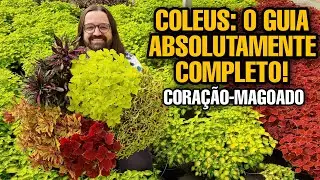 AULÃO - Coléus ou Coração-Magoado - Aprenda a Plantar e Cuidar dessas PLANTAS coloridas