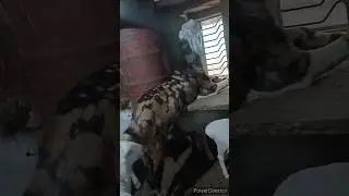 TIPU by Ali Baba Goats Pune | Baba Nawab Hansa | Metro MGF #bakra #goat #shorts