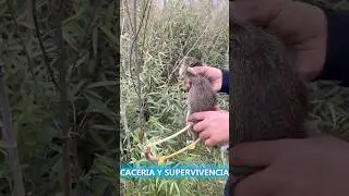 Cacer&iacute;a de cuises con resortera y perros galgos! #caceriadepalomas #caceria #caza #supervivencia
