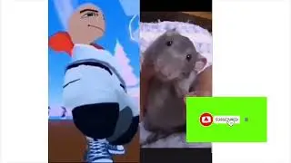 meme top singko curut🐀