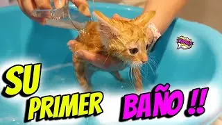 Bañamos la gatito bebé por primera vez 🚿 REACCIÓN de mi GATO al agua