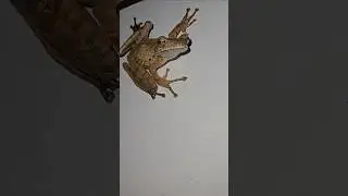 I Found a Rare Frog! 🐸 | Amazing Nature Discovery #shorts #frog #nature