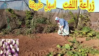 زراعة اللفت الاحمر في المنزل والحديقة  في الحوض ببساطة من البذور دخلو تستافدو مع منى ابسط زراعة