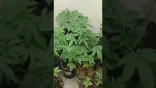 New Seedlings For The Next Grow Part 1