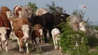 Kauboji na Velebitu