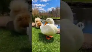 Ducks didn't expect this fluffy intruder 😆 I Funny Animal Videos