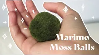 taking care of marimo moss balls