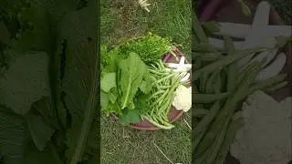 vegetable harvesting from my kitchen garden #shorts #viral #garden #gardening