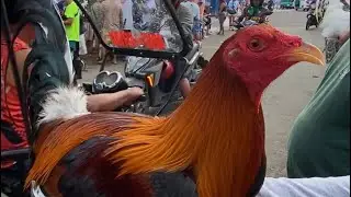 Episode 26: Manok Expo sa Carbon Public Market Cebu City price update 