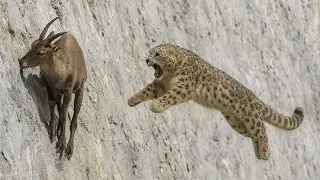 Ce stupide l&eacute;opard a pay&eacute; cher d'avoir attaqu&eacute; cette ch&egrave;vre dans les montagnes... !