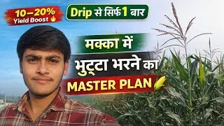 मक्का में भुट्टा पूरा भरना है? | Tasseling Stage Drip Nutrition | 10&ndash;20% ज्यादा उत्पादन