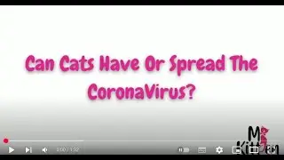 Can Cats Have Or Spread The CoronaVirus? |  Vet-Backed Facts Every Cat Parent Should Know | Mykitten