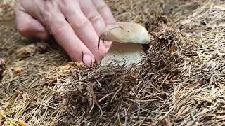 🚩Unexpected Mushroom Discovery: Big Boletus in the Woods