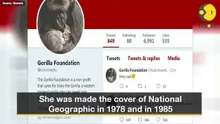 Koko the gorilla who mastered sign language dies at 46