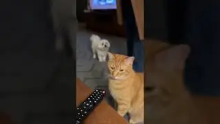 Orange Tabby Chaos: The Cat Who Causes Trouble and Never Feels Guilty EP. 3 #cat #meowmeowstory