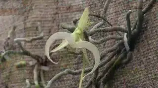 Ghost Orchid
