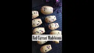 Mini Red currant madeleines