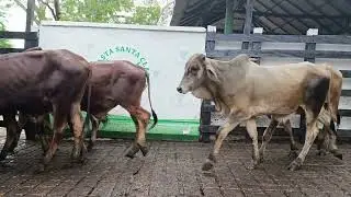 LOTE 315. Feria 2 Subasta Santa Clara 