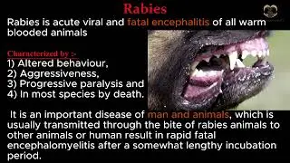 Rabies | treatments of rabies | rabies prevention | rabies symptoms | diagnosis | VET Knowledge