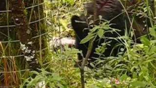 Bear catching salmon