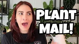 Anthurium Unboxing from WuHoo Tropicals!! 🌿✨️ 3 new houseplants of the Palm Street app 🩷 PLANT MAIL