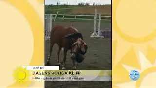 Isabelle vägrar ramla av - Nyhetsmorgon (TV4)