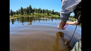 Hundreds of Mountain Yellow-legged Frogs Leap Back Into the Wild