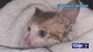 Hernando County Fire Rescue saves kitten trapped inside storm drain