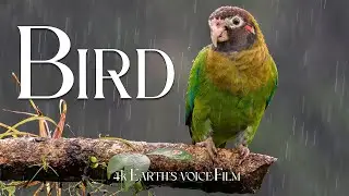 Bird in Nature _ Relaxing Music for Peace, Sleep & Meditation